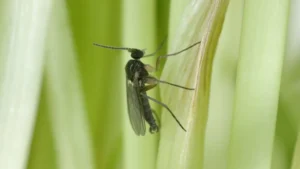 fungus gnats