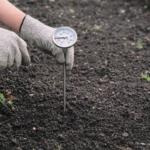 oil thermometer probe inserted into spring garden bed measuring temperature for vegetable seed germination